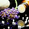 Homeopathie bij COPD iets voor jou?