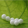 Documentaire over homeopathie in Duitsland