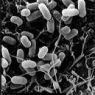 Bacteriën oorzaak van ziekte?